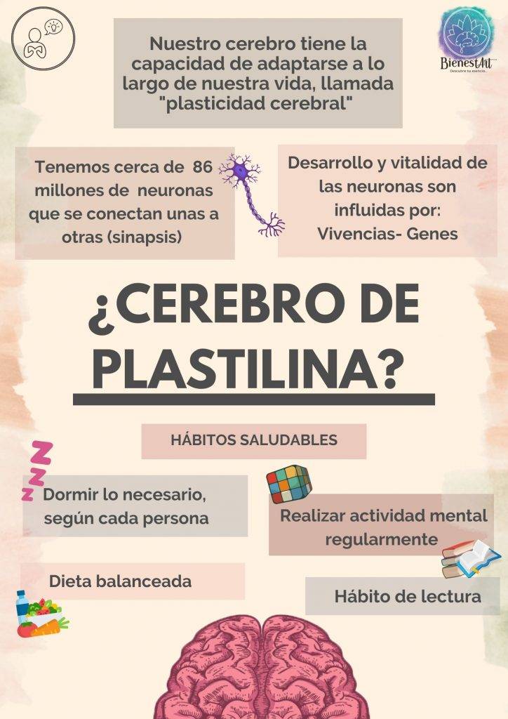 Neuroplasticidad - Cerebro deplastilina Bienestart Neuroplasticidad - Cerebro de plastilina - BienestArt