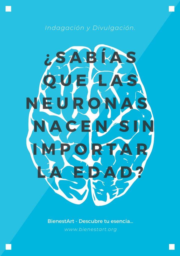 Neuronas nacen sin importar la edad Bienestart Neurogénesis - BienestArt