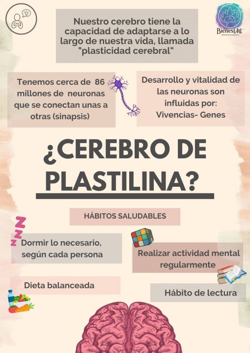 Nuestras vivencias influyen en el desarrollo y la vitalidad de esta agrupación de neuronas. 1 e1635230897936 Bienestart Neuroplasticidad - Cerebro deplastilina