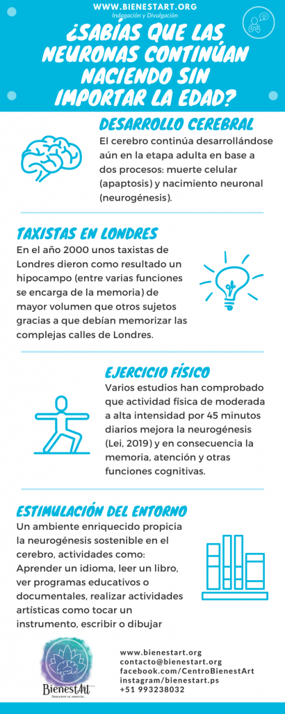 Neuronas nacen sin importar la edad Bienestart Neurogénesis